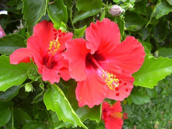 شقة ماراوْسا  في Hibiscus المظهر الخارجي الصورة